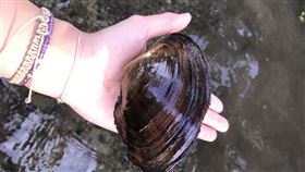 ▲比手掌還大的大田蚌。（圖／國立海洋生物博物館提供）