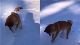 靈魂裝錯了軀殼！黃柴雪地學小鹿斑比　網笑翻：就是有點傻（圖／翻攝自抖音＠Lisangou）