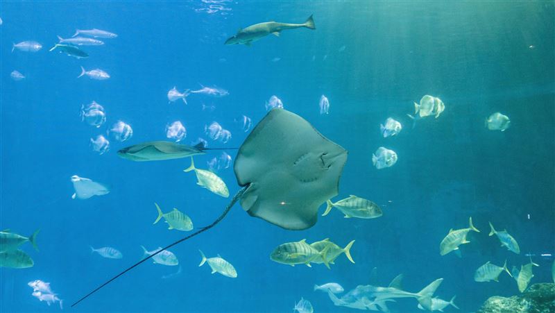 高雄再添新景點「海洋館」！