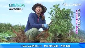 車尾爆閃.燈1800