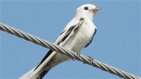 台南冬候鳥群集  驚見「白化」洋燕台南冬候鳥群集，沿海出現數以百計的燕子，鳥友日前在安南區安順大排發現一隻「白化」洋燕，十分罕見。（翁育民提供）中央社記者張榮祥台南傳真　109年12月3日