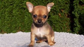 小狗。（圖／翻攝自Pixabay）