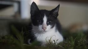 大叔,寵物,貓,厭世,馬東石,賓士貓（圖／翻攝自Pixabay）