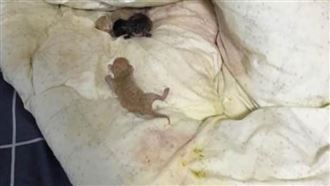 床單被貓弄髒　他怒翻開卻不忍心了