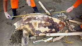 革龜。(圖／翻攝自)