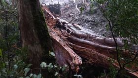 連日降雨  拉拉山千年紅檜巨木倒地（2）桃園市山區連日降雨，林務局新竹林區管理處巡山員3日發現拉拉山巨木區編號23號紅檜巨木倒塌，估計是近1000年樹齡的紅檜。（新竹林區管理處提供）中央社記者魯鋼駿傳真　109年12月3日