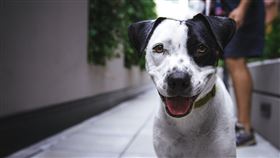 狗,pixabay,毛小孩,牽繩,咬傷,主人,飼主,散步