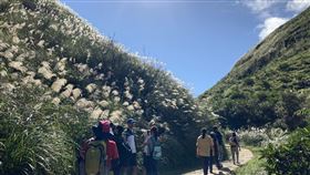 ▲貢寮草嶺古道芒花。（圖／新北市景觀處提供）