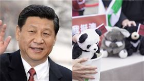 台灣基進發起【台灣黑熊挺澳洲無尾熊，共同對抗中國貓熊霸權】（組合圖／翻攝資料照、基進黨部提供）