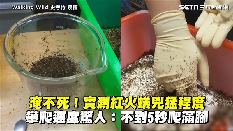 兇猛紅火蟻淹不死　攀爬速度超驚人