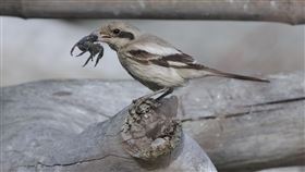 灰伯勞台南八掌溪現蹤（2）嘉義楊姓鳥友11月29日在台南市北門區八掌溪口發現一隻灰白色系伯勞，是台灣從未正式記錄過的迷鳥「灰伯勞」。（台南市野鳥學會大喬林提供）中央社  109年12月4日