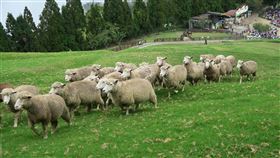 綿羊秀遭控傷害戲謔　清境農場改進（2）動保團體指控清境農場綿羊秀傷害、戲謔，發起連署終止表演，清境農場8日對此表示，已進行表演內容調整，如不對綿羊開玩笑等。圖為清境農場的綿羊。（清境農場提供）中央社記者蕭博陽南投縣傳真　109年11月8日