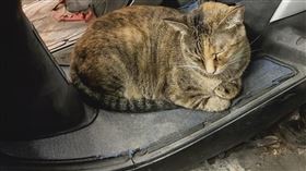 數字,樂透,浪貓,拖吊(翻攝自 爆怨2公社)