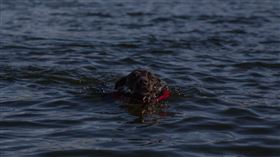 狗，溺水，游泳，（示意圖／翻攝自unsplash）