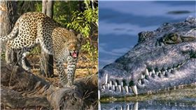 （組合圖／翻攝自pixabay）