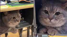 乖巧的貓咪就這樣靜靜待在抽屜裡跟著主人上課，可愛模樣一曝光被網讚爆。（合成圖／翻攝自抖音@BD20191125）