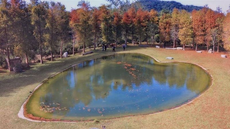 IG紅什麼／全台最浪漫落羽松祕境