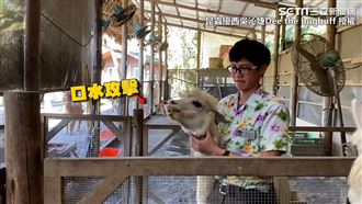 飼育員幫羊駝上藥　卻慘遭口水攻擊！