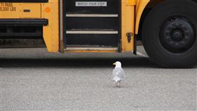 16:9
公車 路霸 鳥 動物
圖／翻攝自pixabay
https://pixabay.com/images/id-4355964/