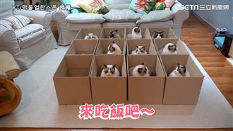 紙箱放久會長貓？　11胞胎全玩瘋