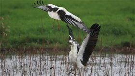 東方白鸛現身新北金山（1）新北市動保處5日表示，金山區清水農地出現從韓國來的東方白鸛，相互追逐、婆娑起舞，吸引許多鳥友前往搶拍。（林志一提供）中央社記者黃旭昇新北市傳真  109年12月5日