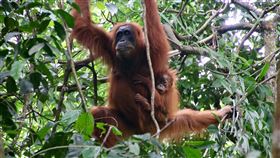 印尼蘇門答臘紅毛猩猩瀕臨絕種受到棲息雨林被破壞、盜獵事件不斷的影響，印尼紅毛猩猩數量減少許多。位於北蘇門達臘與亞齊邊境的列尤擇山國家公園是紅毛猩猩重要原生地之一。圖攝於109年11月25日。中央社記者石秀娟棉蘭攝　109年12月5日