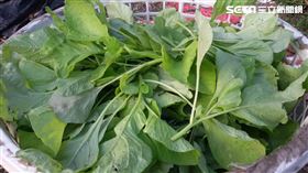 莧菜,鈣質,鐵質,小魚乾,吻仔魚