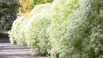 全台最大白雪花海！夢幻仙景新社限定
