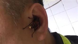 驚！虎頭蜂竟啃人肉　警忍痛撐5分鐘