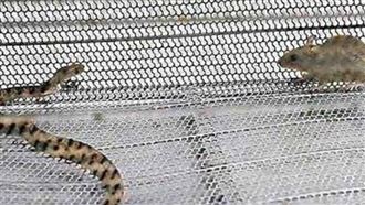 他拿老鼠餵蛇　過半小時掀開一看嚇壞