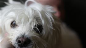 狗狗
https://www.flickr.com/photos/waferboard/4031429593/in/photolist-79f8yM-quJo4M-bnUE4w-RAe1P9-bnUXnJ-4FdhzB-7MoarF-2jPCb6h-keFshf-89PL6y-nJKgUT-b5yXo-2gYFTDv-NnRT7-3ekXyt-ea2og1-eZyMAb-dfYW1K-2Fs8y-