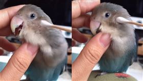 他幫鸚鵡掏耳朵發出「詭異呻吟」　網笑：就說不要養在臥室
圖／翻攝自抖音733666a