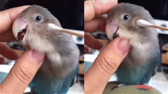 鸚鵡被掏耳朵發怪聲　網笑：別放臥室