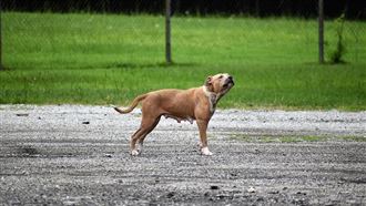 狗常咬4種人　專家：遇到野狗這樣做