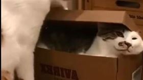 無奈貓皇裝箱失敗　嘴邊肉溢出網融化
https://www.facebook.com/miller.mike.3998/videos/3791258377559833
圖／翻攝自臉書 爆笑公社