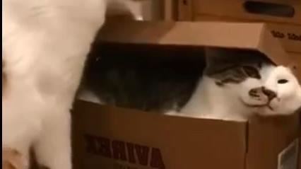 無奈貓皇遭裝箱　嘴邊肉溢出網融化