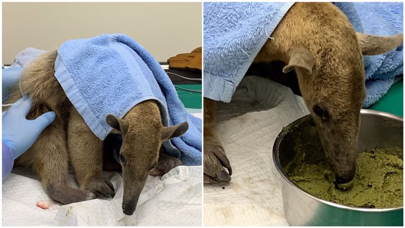 小食蟻獸回家！狂嗑最愛「抹茶蛋糕」