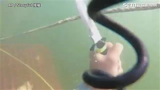 海豚遭尼龍繩纏尾　好心人見跳水解救