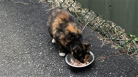 安妞韓食,抓紮,放養,收養,浪貓,流浪動物,台北／記者於慶璇攝影