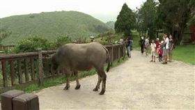 攻擊事件頻傳!擎天崗野生牛