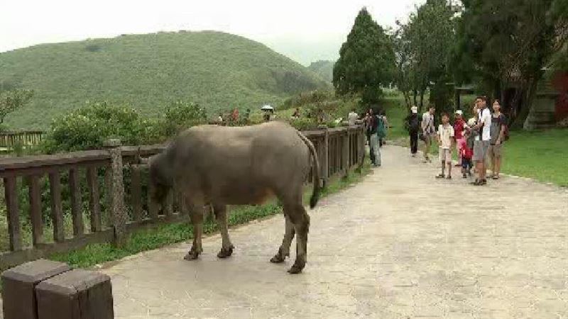 一周暴斃6頭牛　陽管處：的確不尋常