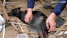 ▲又發現另一隻右前腳也遭捕獸夾夾傷的黑狗。（圖／台灣動物緊急救援小組 授權）