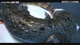 ▲瘋男買了一整隻鱷魚要做「烤乳鱷」。（圖／Crazy Man 瘋男 授權）