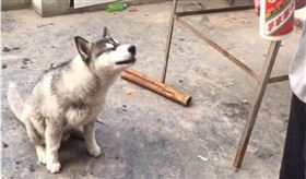 中國有飼主給哈士奇灌貴州茅臺酒（圖／翻攝自新浪網）