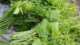 Gracilaria,龍鬚菜。(圖/翻攝自行政院農委會)