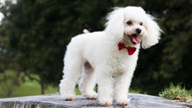 貴賓狗（圖／翻攝自Pexels）
https://www.pexels.com/photo/dog-happy-poodle-puppy-372251/