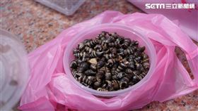 只要是沿海淺水區或沙泥區的小螺類都可以拿來製成燒酒螺（圖／記者李鴻典攝）