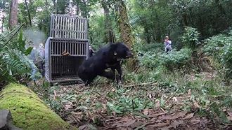 黑熊中陷阱康復　養胖5公斤順利野放