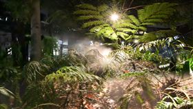 清華大學,百蕨園,李家維 圖/清大提供