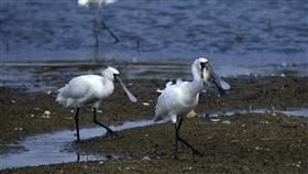 避免黑面琵鷺誤食死魚　台南農業局盼民眾助通報黑面琵鷺等冬候鳥陸續飛抵台灣度冬，台南市農業局盼賞鳥民眾協助通報，及時清除棲地的魚蝦屍體，避免候鳥誤食。圖為黑面琵鷺覓食。（台南市農業局提供）中央社記者楊思瑞台南傳真　109年12月8日